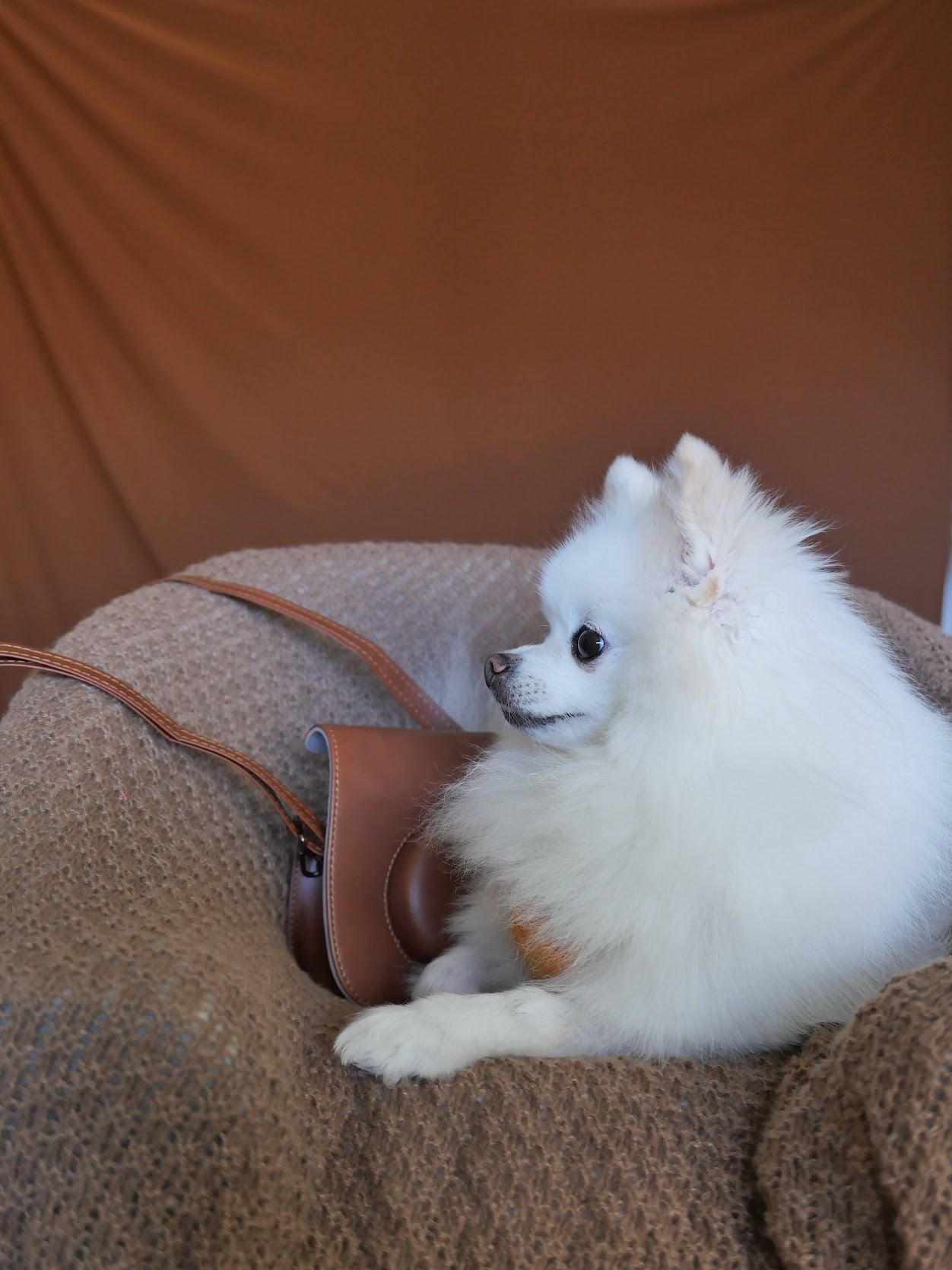 A small white dog sitting in a cozy chair